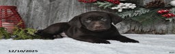 Labrador Retriever dogs for sale: Silas - Ad 5