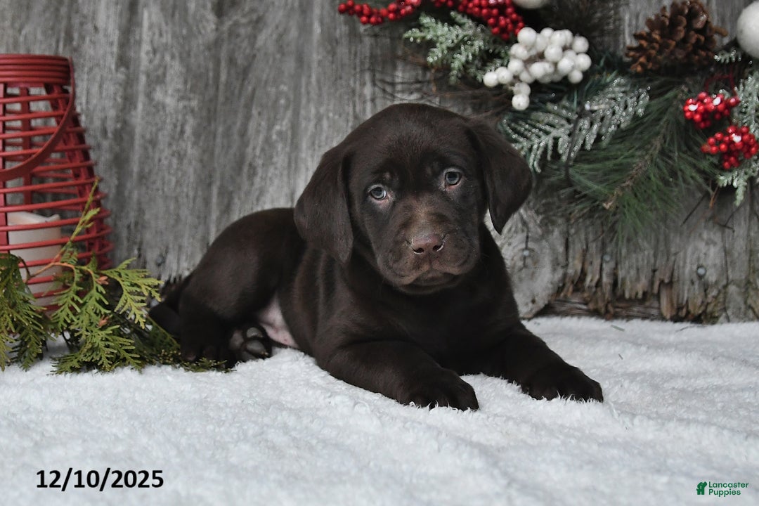 Labrador Retriever dogs for sale: Silas - Ad 5
