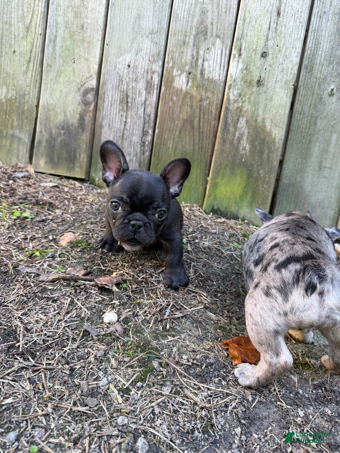 French Bulldog dogs for sale: Black Male - Ad 2