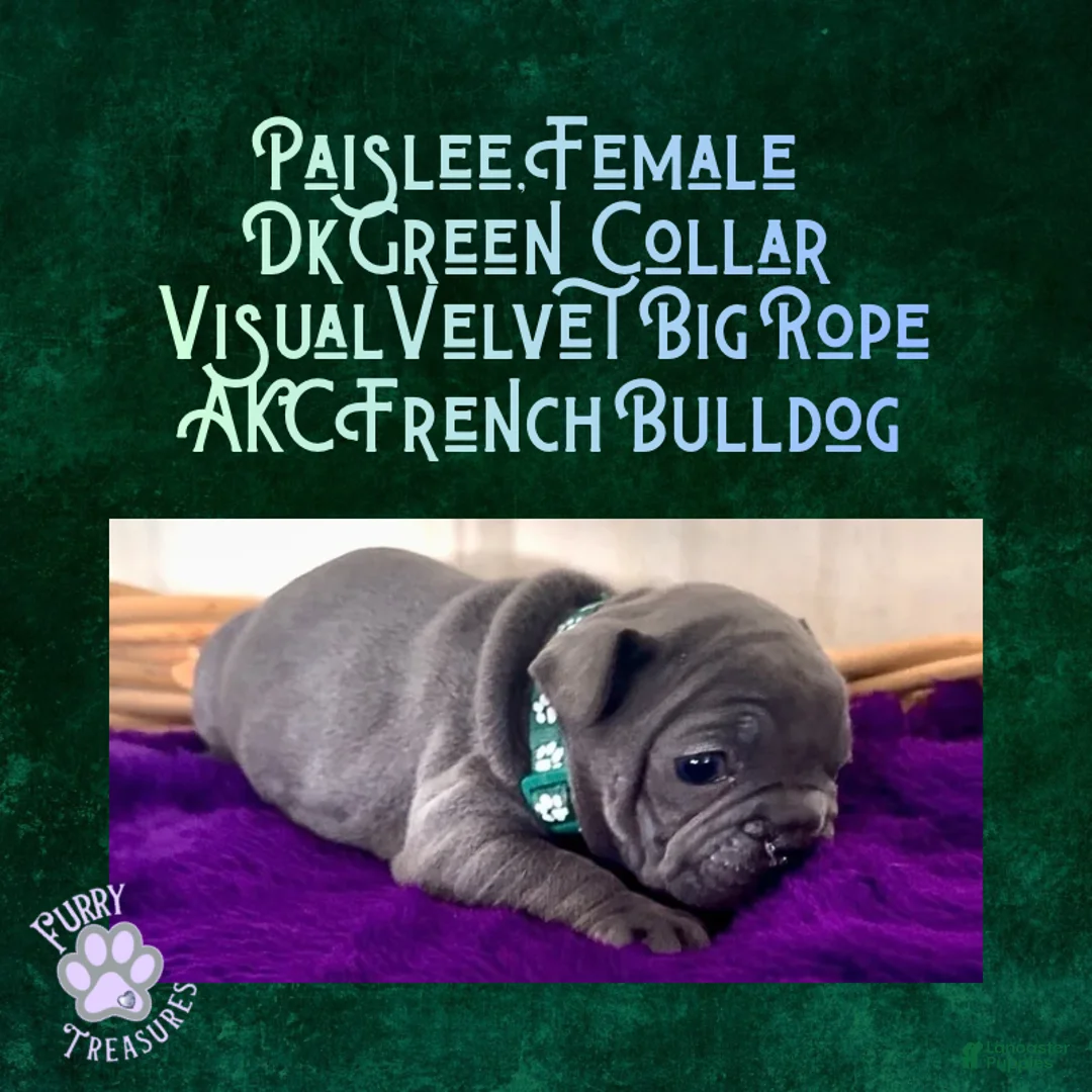 French Bulldog dogs for sale: Paislee “Dark Green” Collar, Female  - Ad 2