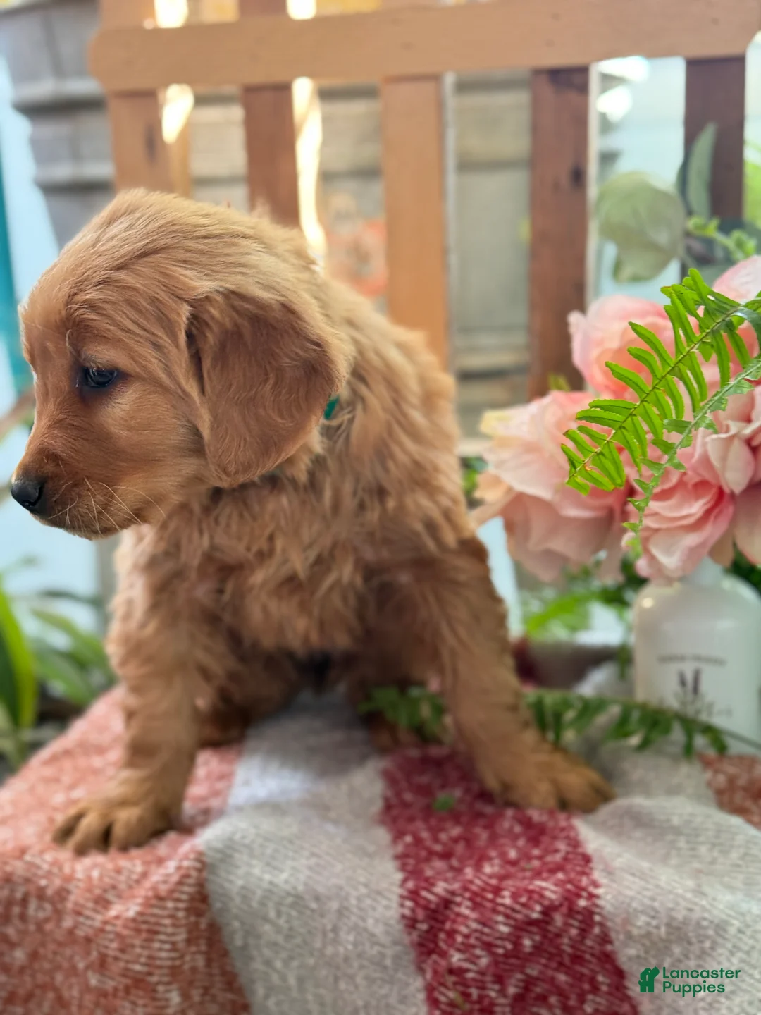 Golden Retriever dogs for sale: Rose - Ad 7
