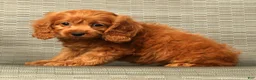Cockapoo dogs for sale: Autumn - Ad 8