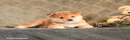Shiba Inu dogs for sale: Tassel - Ad 2