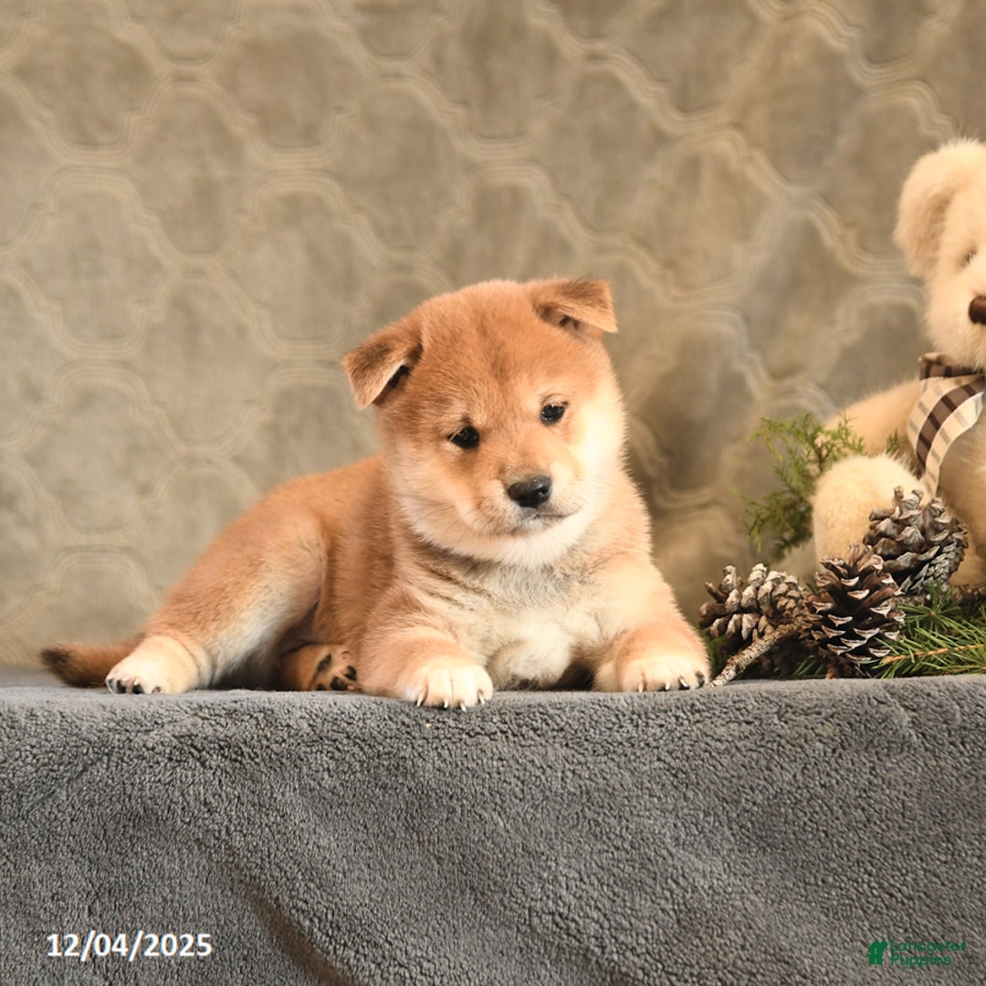 Shiba Inu dogs for sale: Tassel - Ad 2