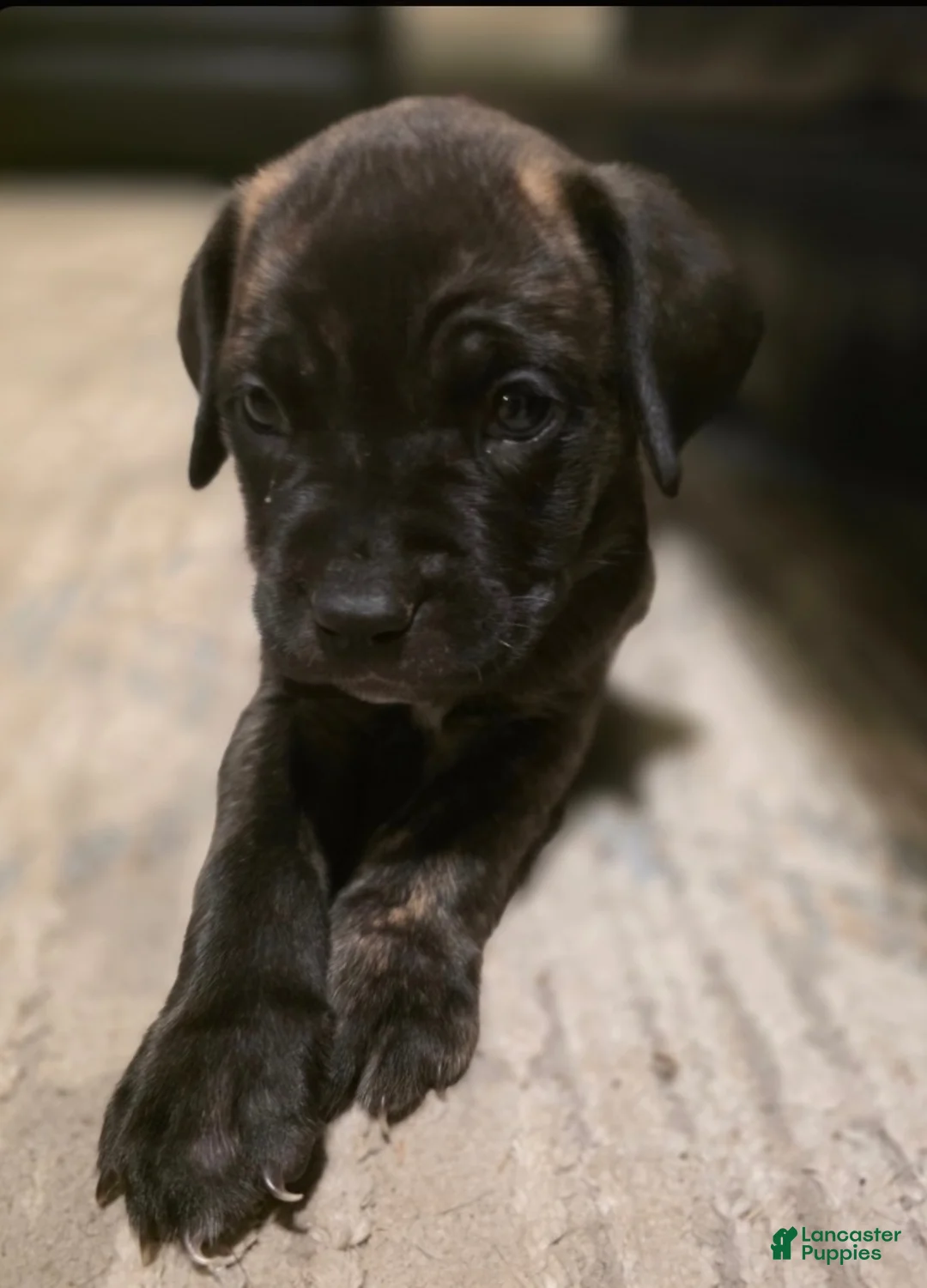 Mixed Breed dogs for sale: Mixed Breed 3 - Ad 5