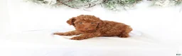 Miniature Poodle dogs for sale: Cooper - Ad 3