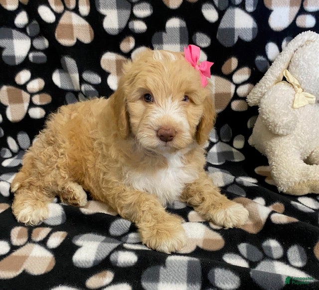 Goldendoodle dogs Mandy- genetic clear parents - Ad 2