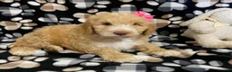 Goldendoodle dogs for sale: Mandy- genetic clear parents - Ad 2