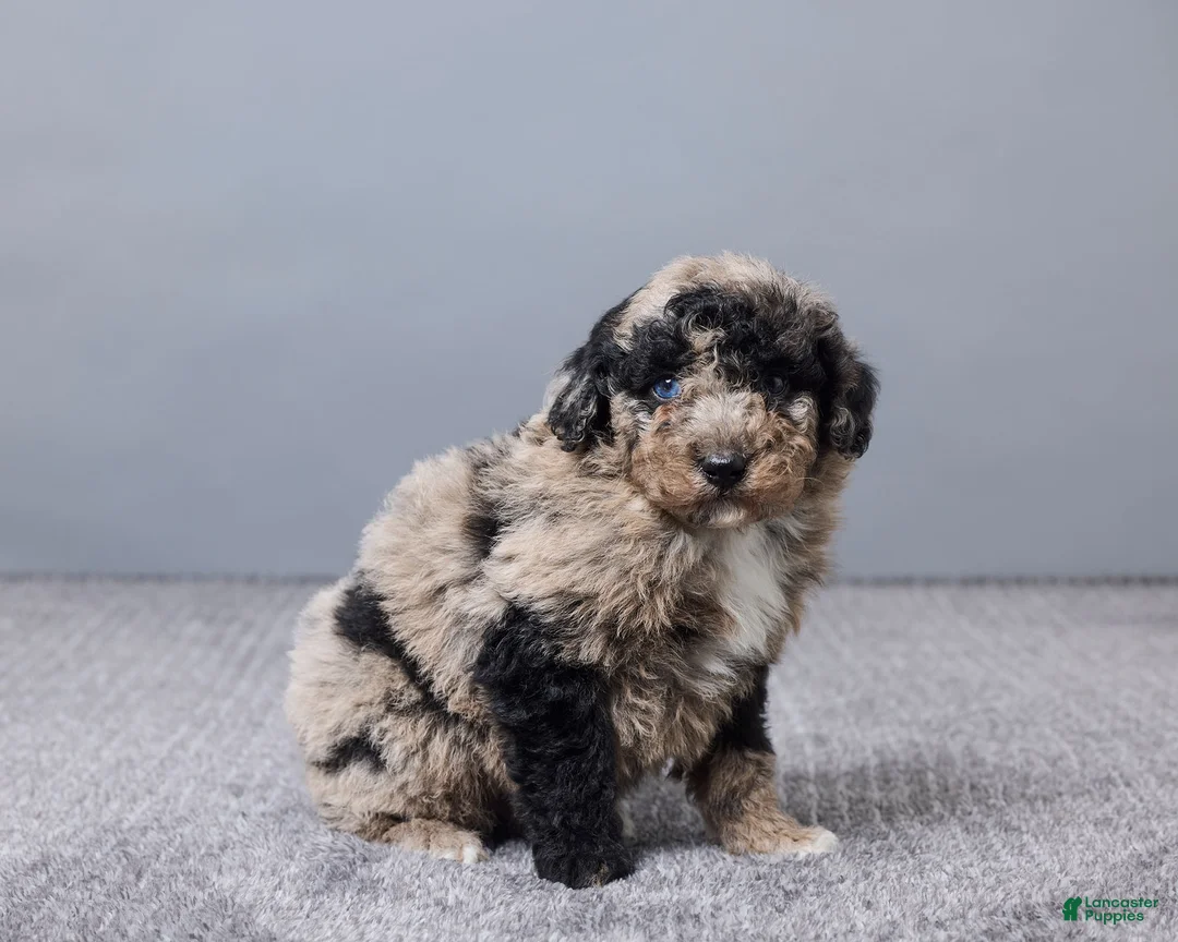 Sheepadoodle dogs for sale: Francois - Ad 2