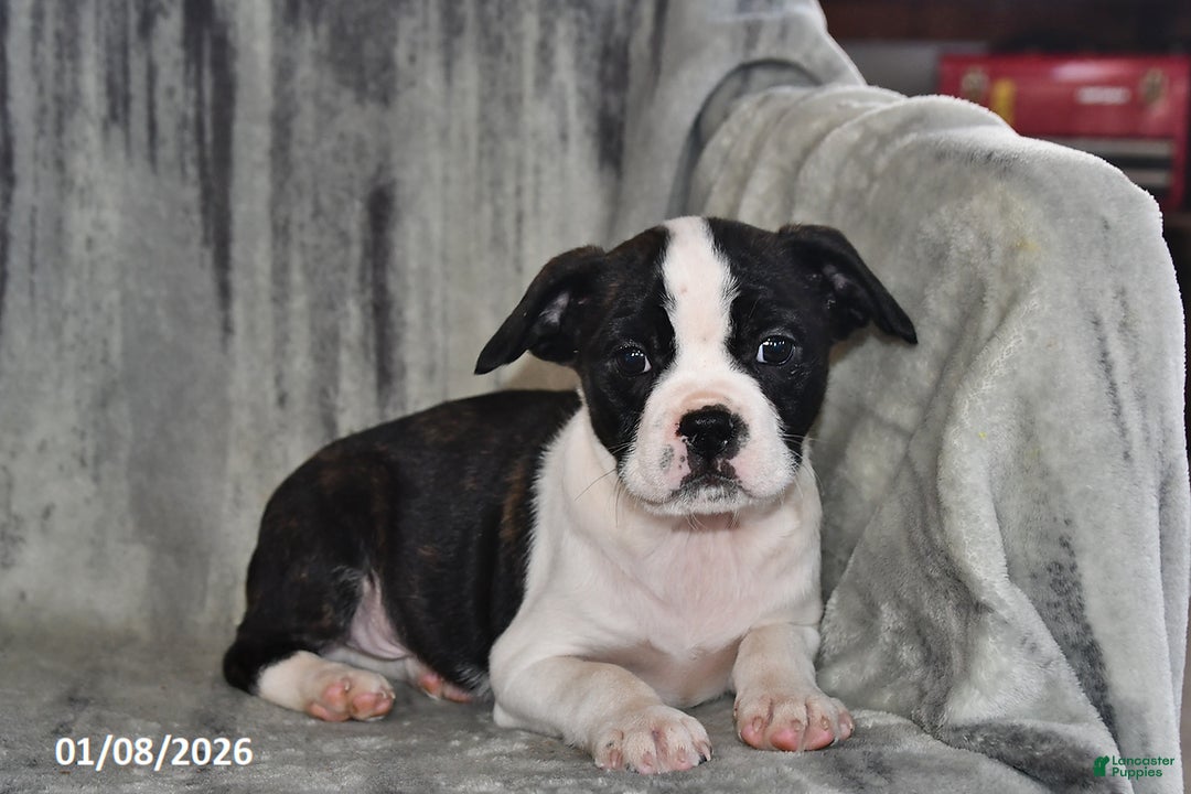 Mixed Breed dogs for sale: Snickers - Ad 2