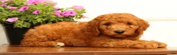 Mini Goldendoodle dogs for sale: Dallas - Ad 8