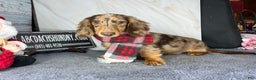 Miniature Dachshund dogs for sale: Miniature Dachshund dapple - Ad 11
