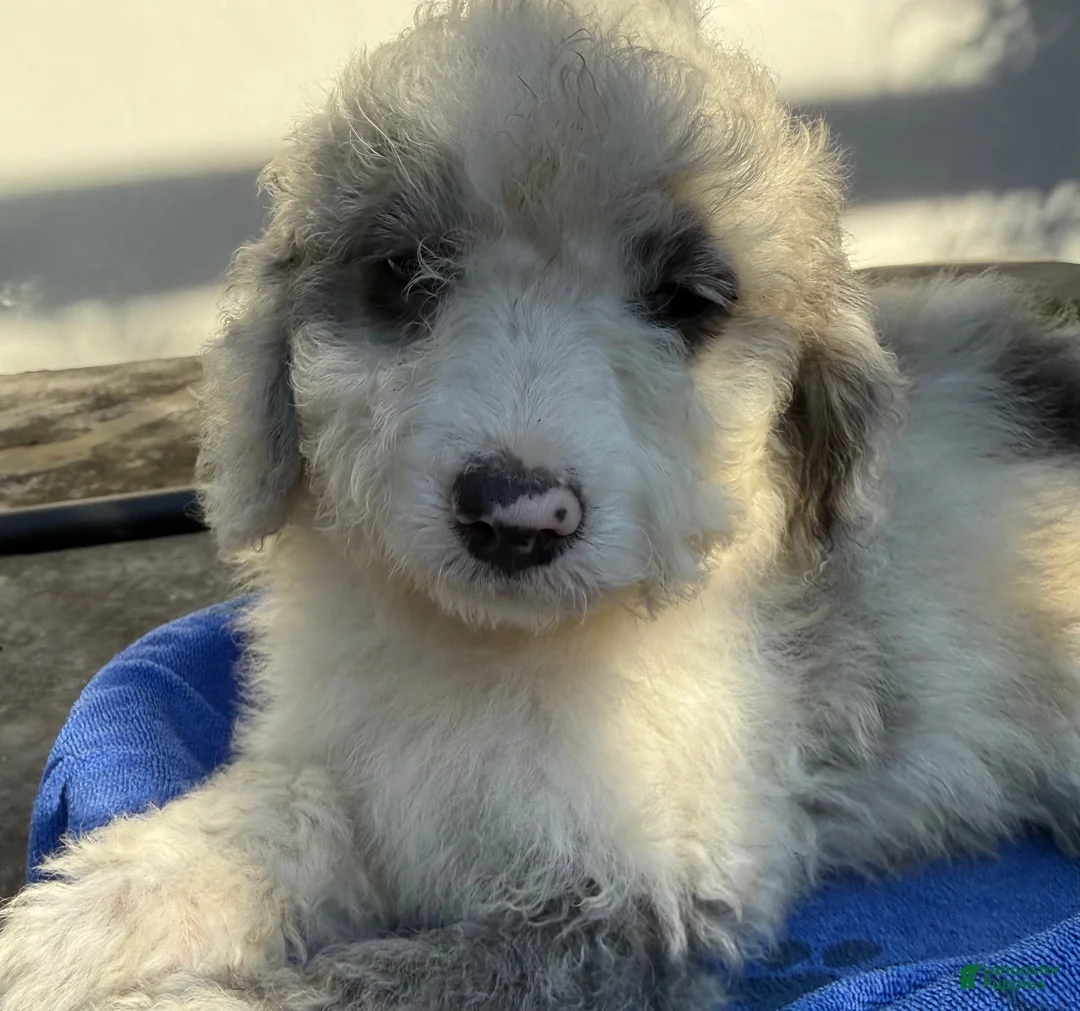 Mini Aussiedoodle dogs for sale: Lenny - Ad 4
