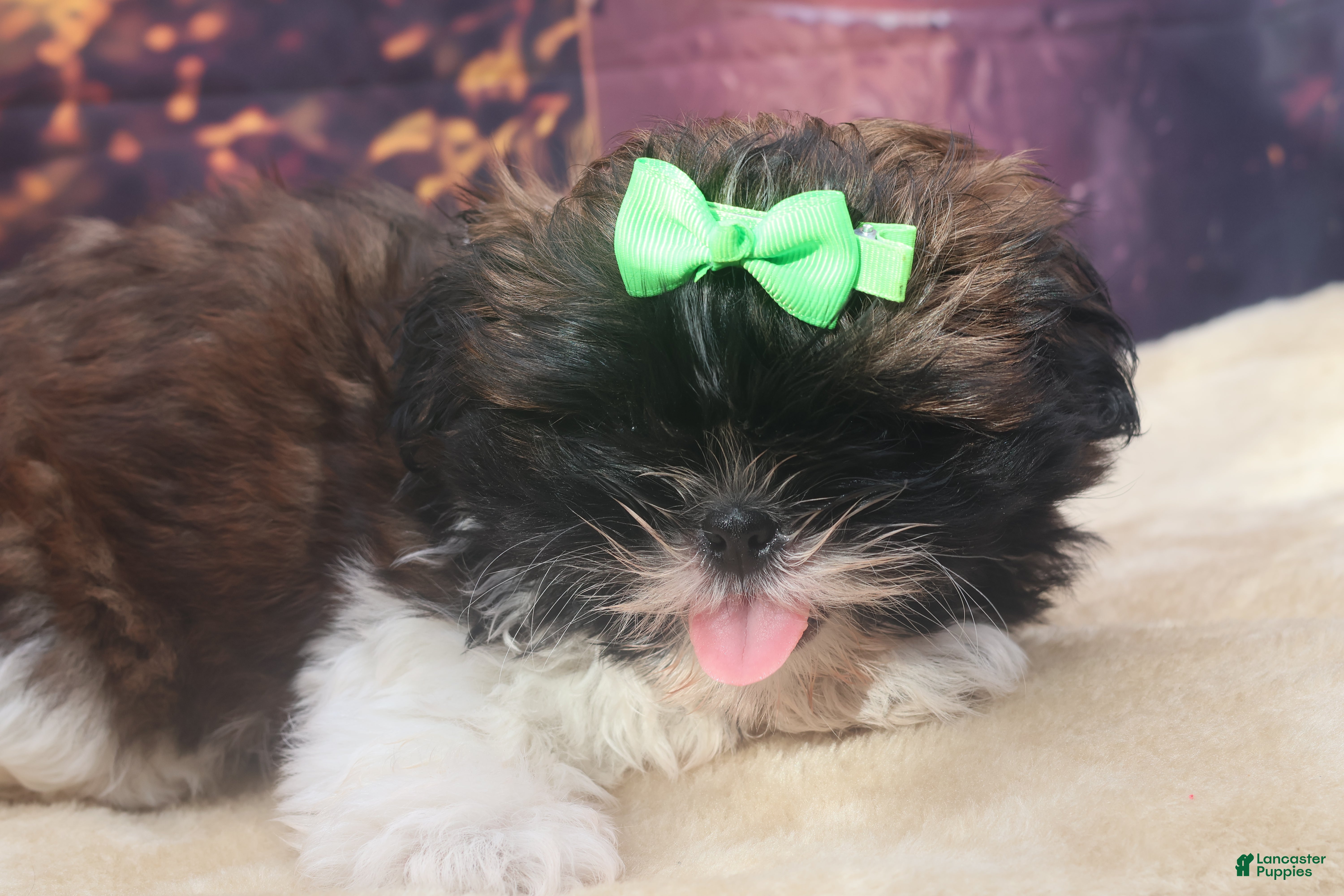 Shih Tzu dogs Maggie - Ad 17