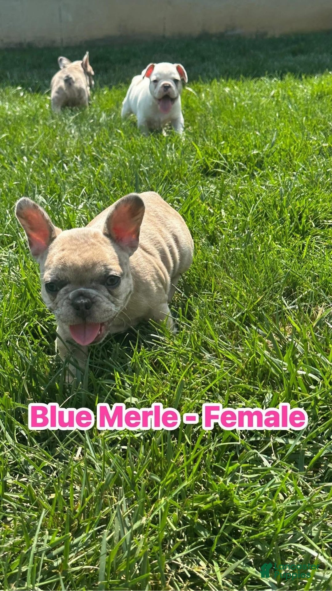 French Bulldog dogs for sale: Trina - Ad 5