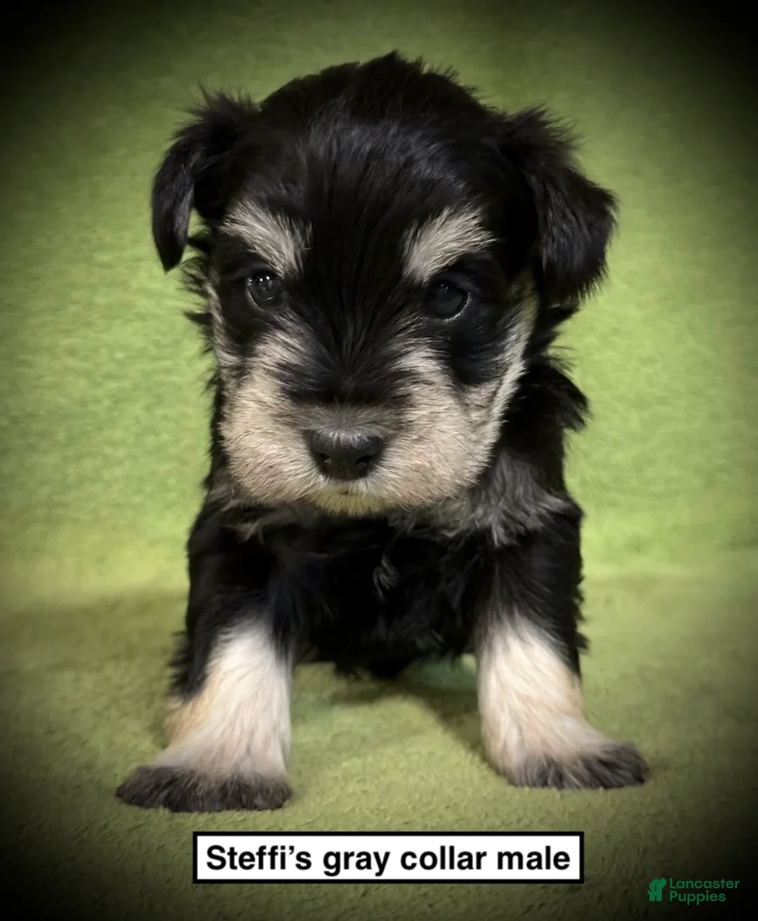 Miniature Schnauzer dogs for sale: AKC Steffi's Gray Collar Male - Ad 1