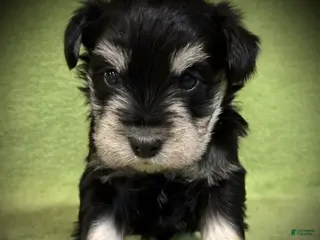 Miniature Schnauzer dogs AKC Steffi's Gray Collar Male - Ad 4