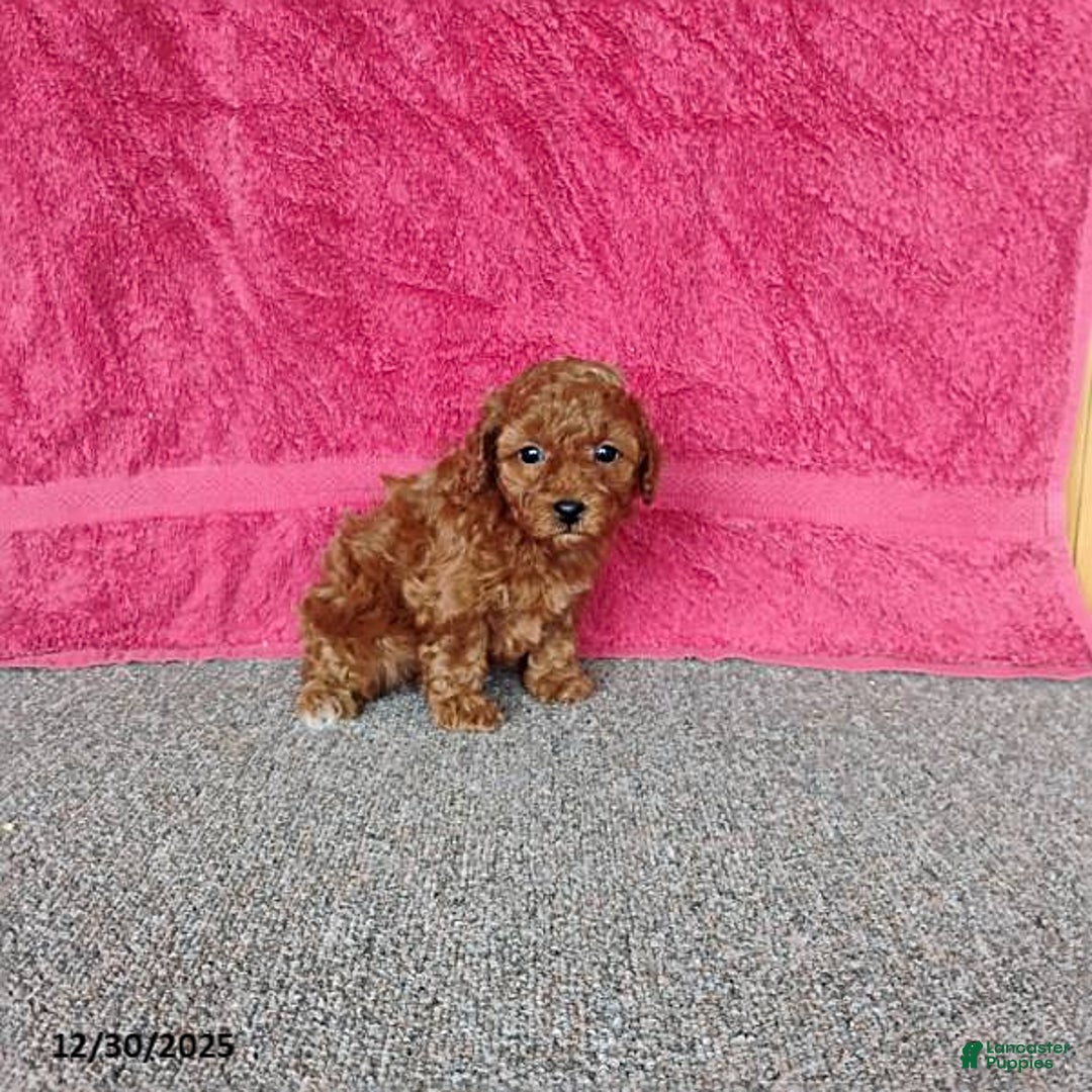 Toy Poodle dogs for sale: Cupcake - Ad 7
