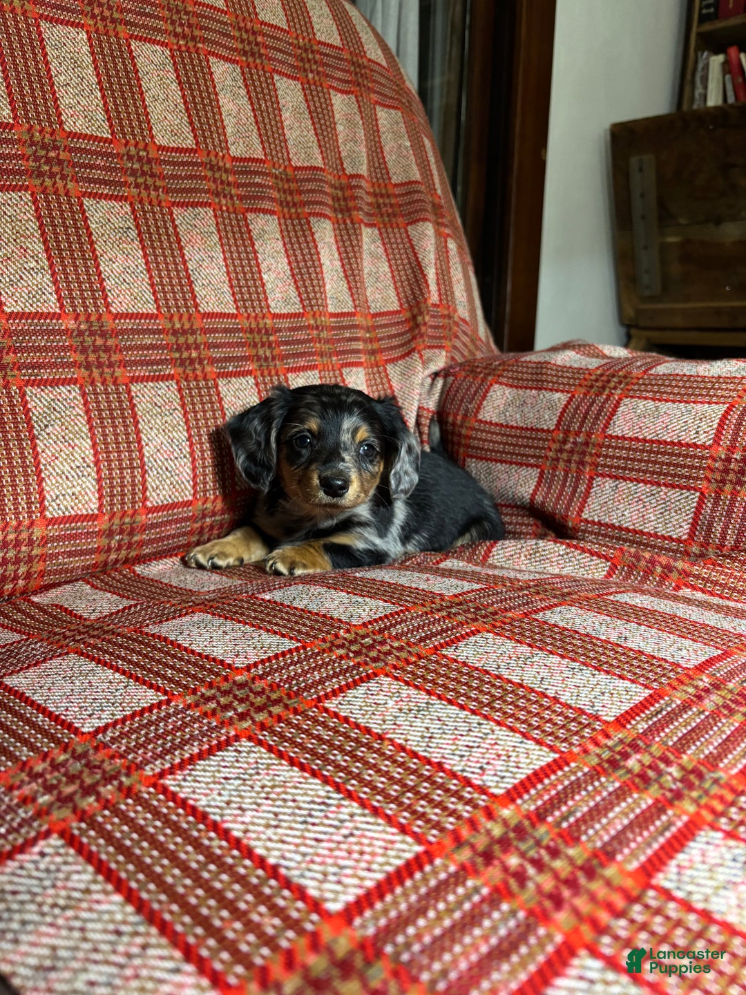 Miniature Dachshund dogs for sale: Miniature Dachshund Puppy 1 - Ad 4