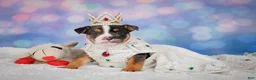 English Bulldog dogs for sale: Mia - Ad 4