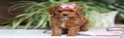 Cavapoo dogs for sale: Myla - Ad 6