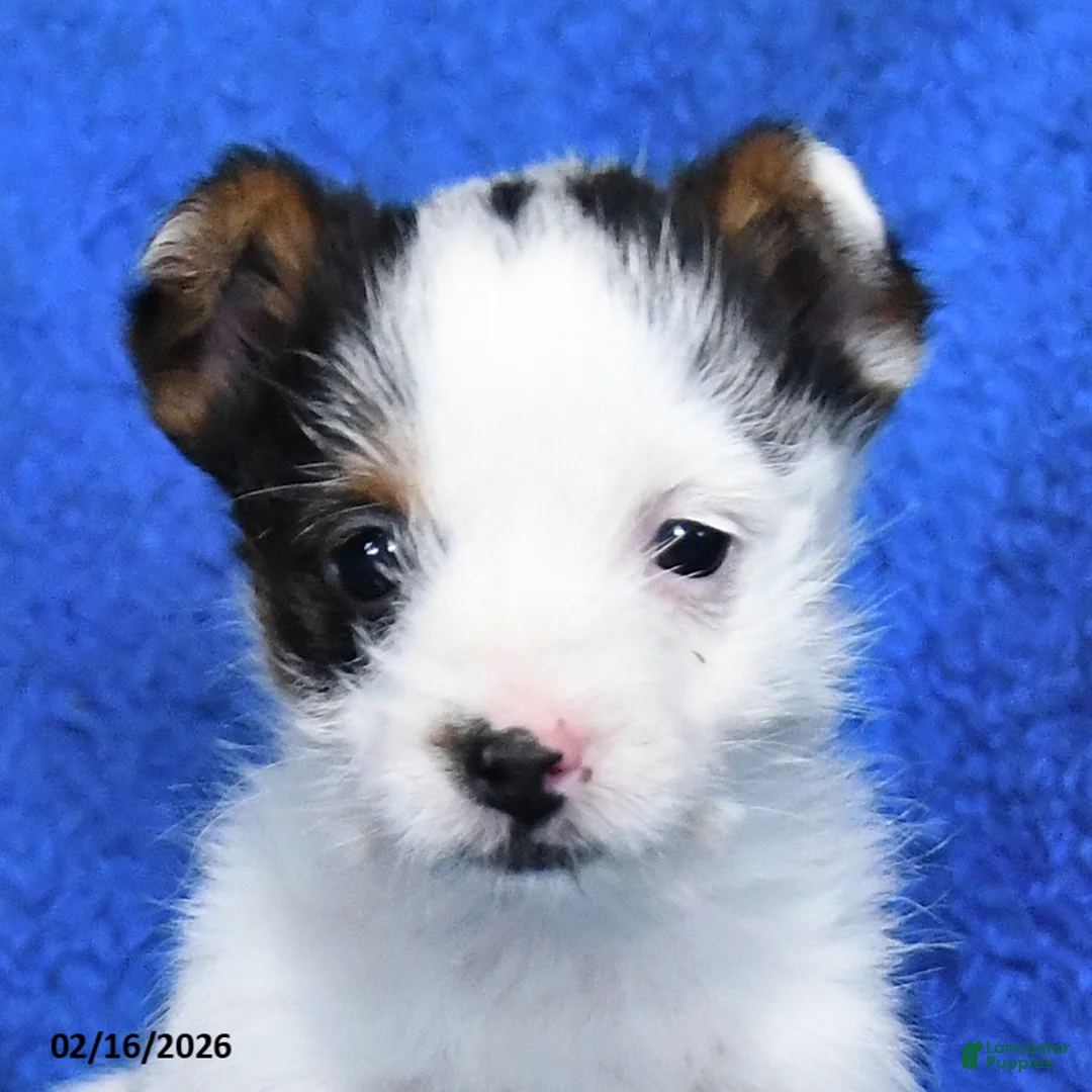 Mixed Breed dogs for sale: Spot - Ad 3