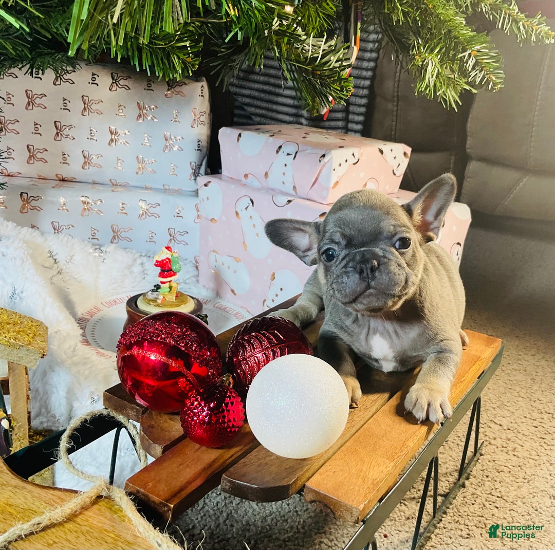 French Bulldog dogs for sale: Stella - Ad 1