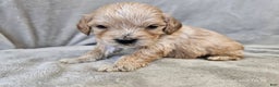 Cavapoo dogs for sale: Stelline - Ad 7