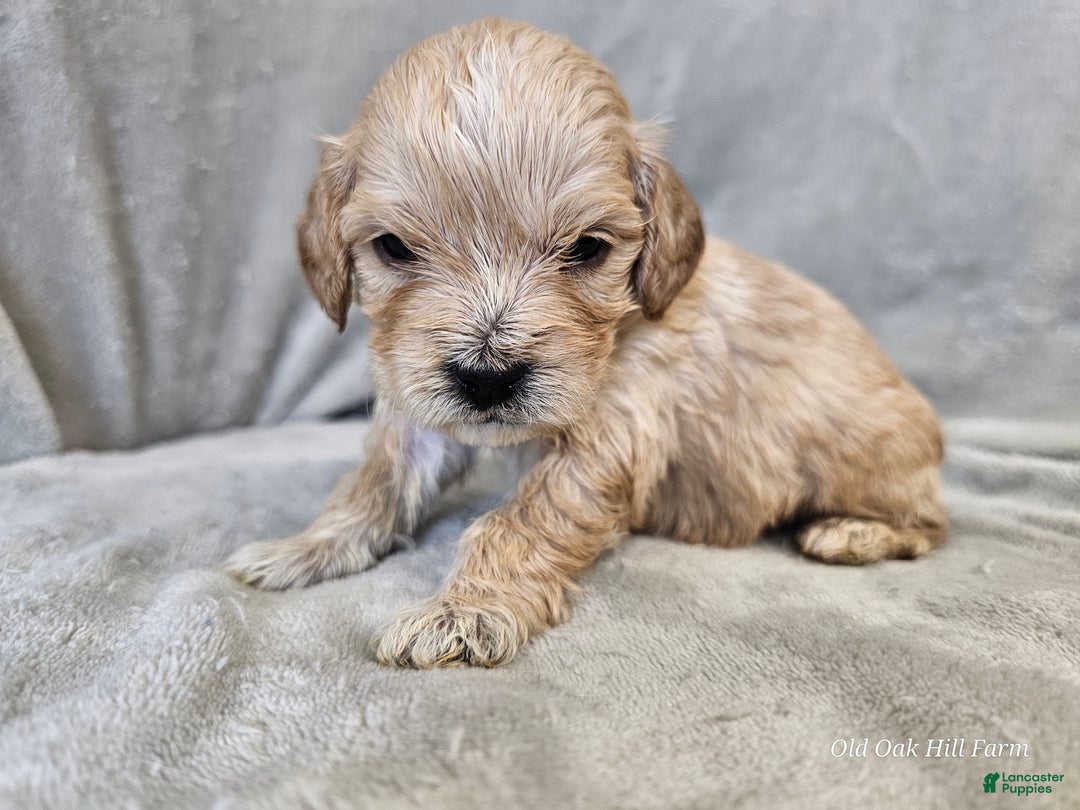 Cavapoo dogs for sale: Stelline - Ad 7