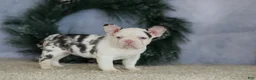 French Bulldog dogs for sale: Logan - Ad 9