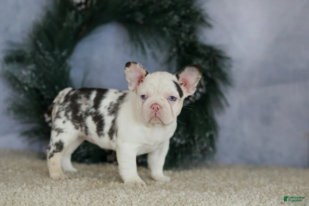 French Bulldog dogs for sale: Logan - Ad 9