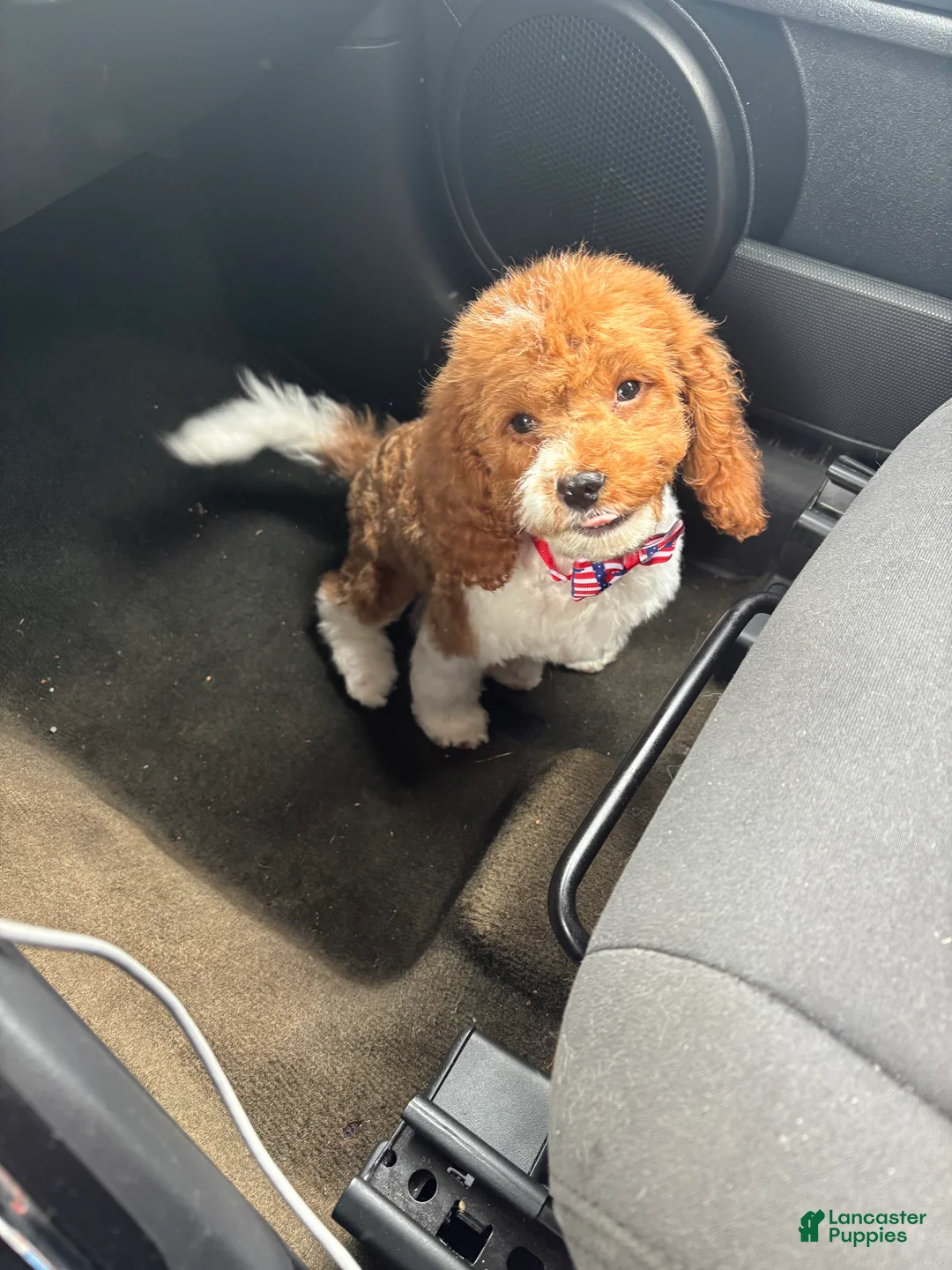 Cavapoo dogs for sale: Cavapoo 1 - Ad 1