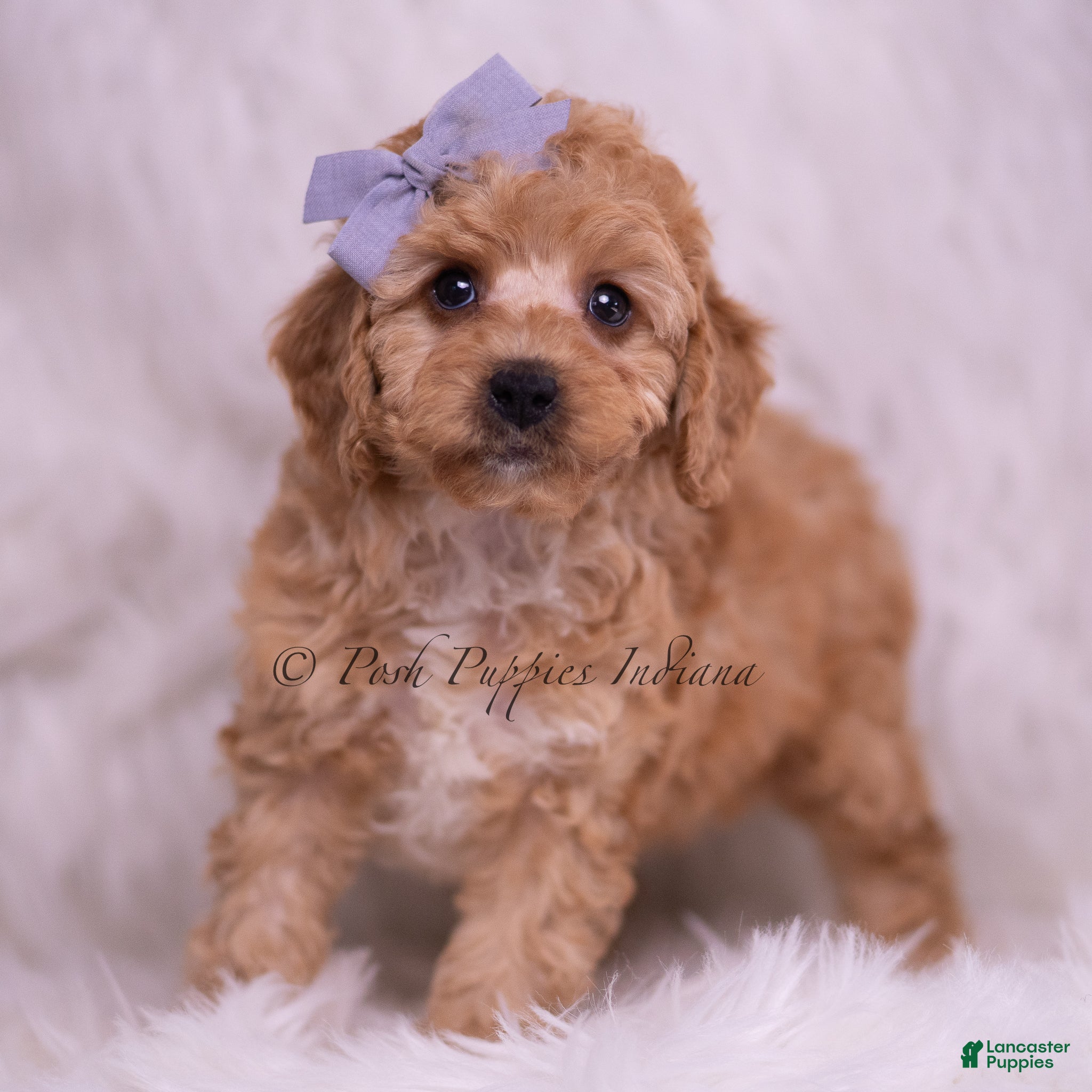 Toy Poodle dogs Finn - Ad 34
