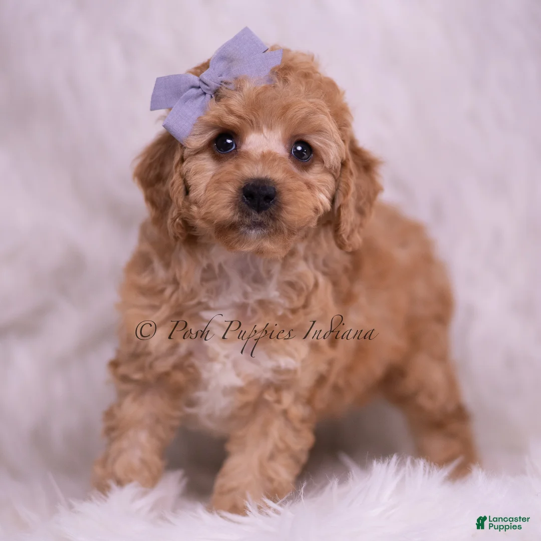 Toy Poodle dogs for sale: Finn - Ad 1