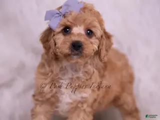 Toy Poodle dogs Finn - Ad 41