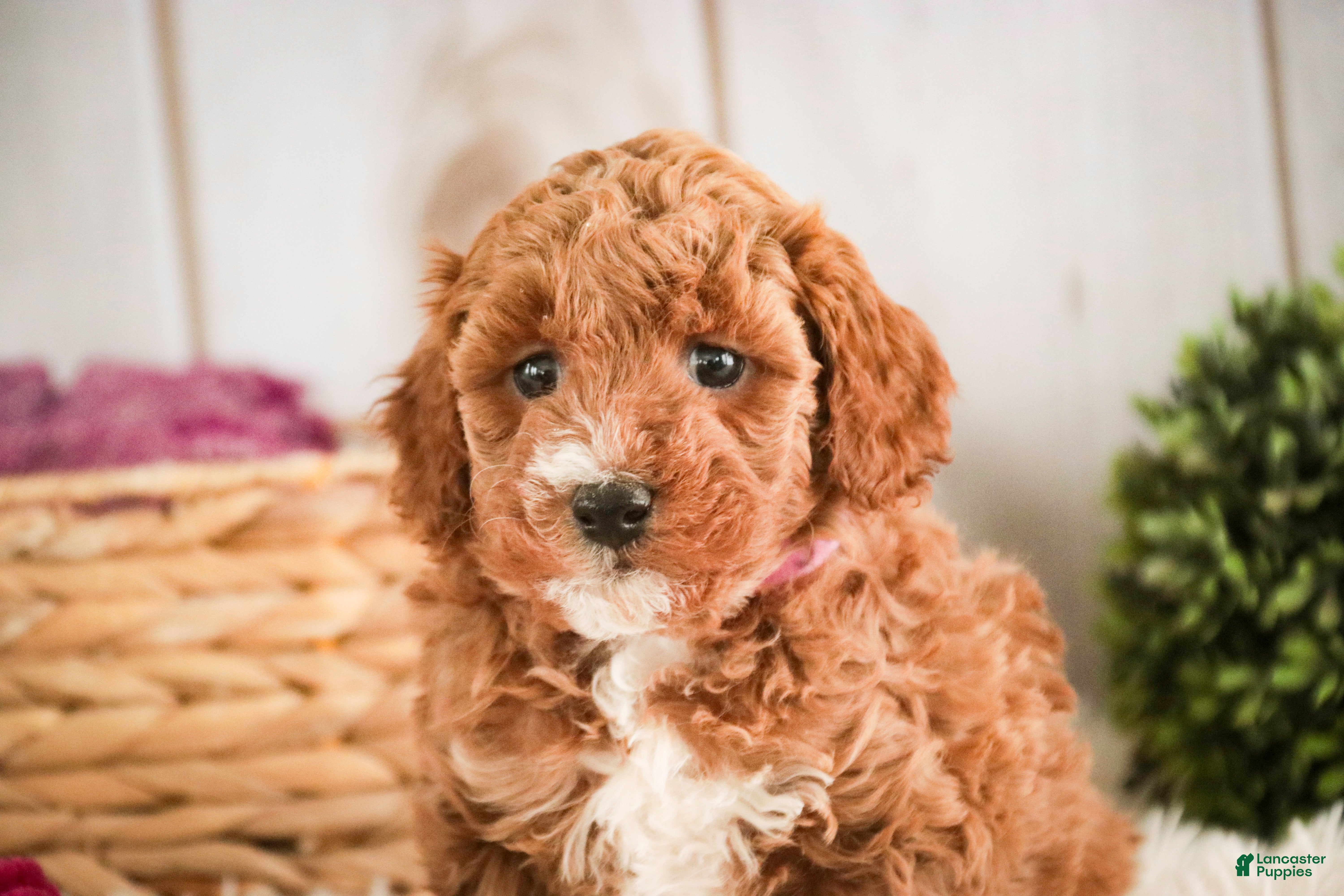 Miniature Poodle dogs Josie - Ad 2