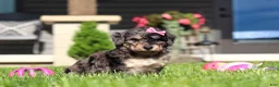 Bichpoo dogs for sale: Callie - Ad 4