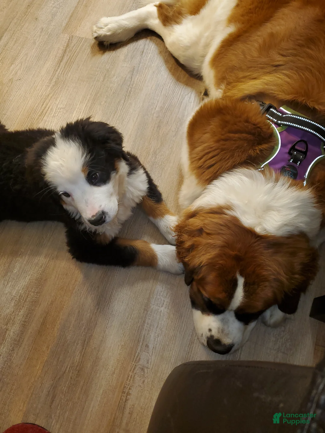 Mixed Breed dogs for sale: Zues - Ad 39