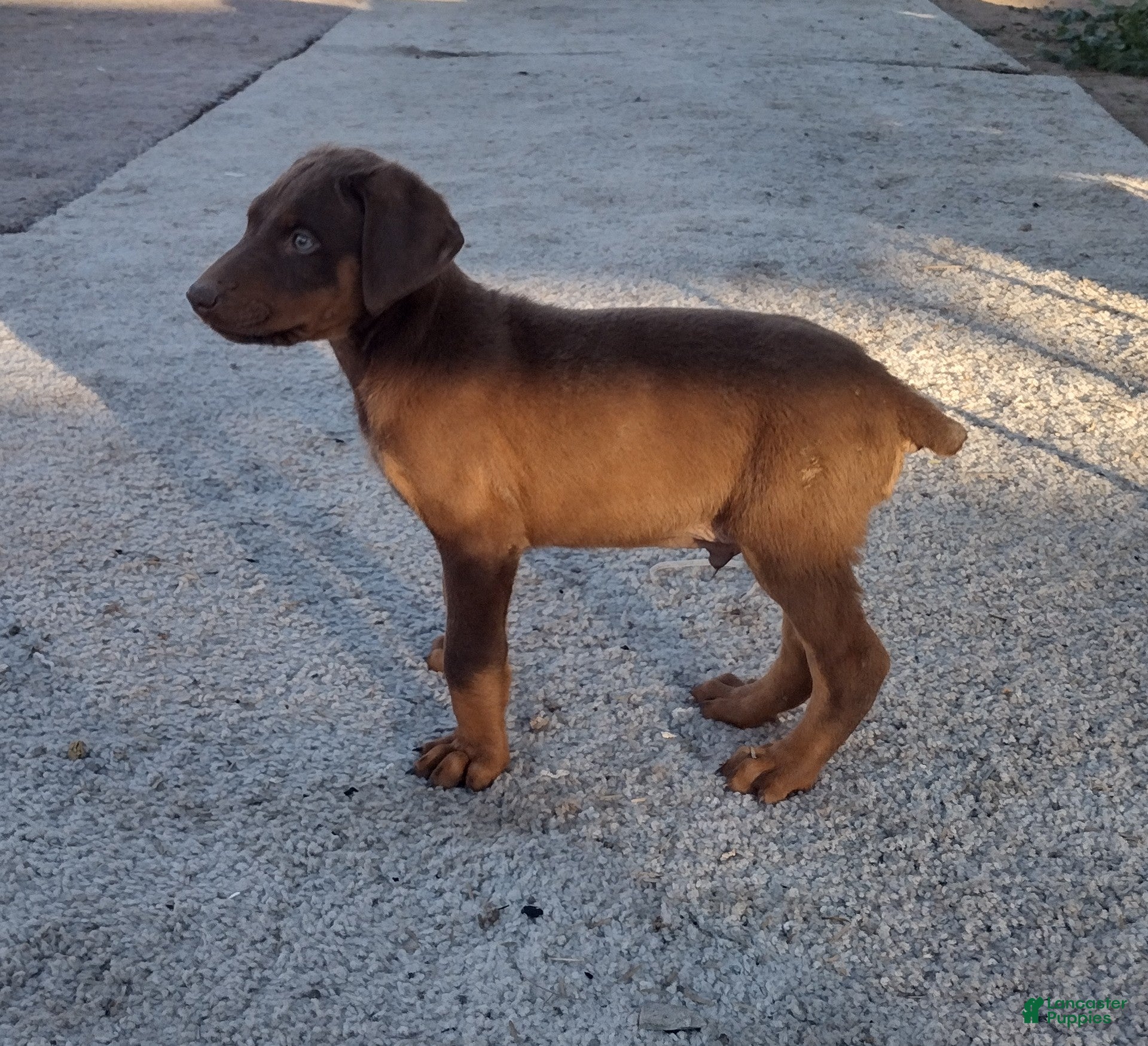 Doberman Pinscher dogs Doberman Pinscher Puppy 2 - Ad 4