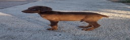 Doberman Pinscher dogs for sale: Doberman Pinscher Puppy 2 - Ad 1