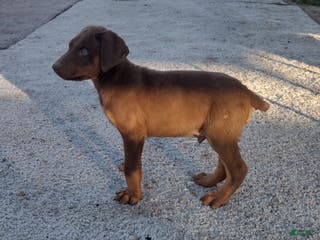 Doberman Pinscher dogs Doberman Pinscher Puppy 2 - Ad 9