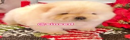 Chow Chow dogs for sale: Noel - Ad 6