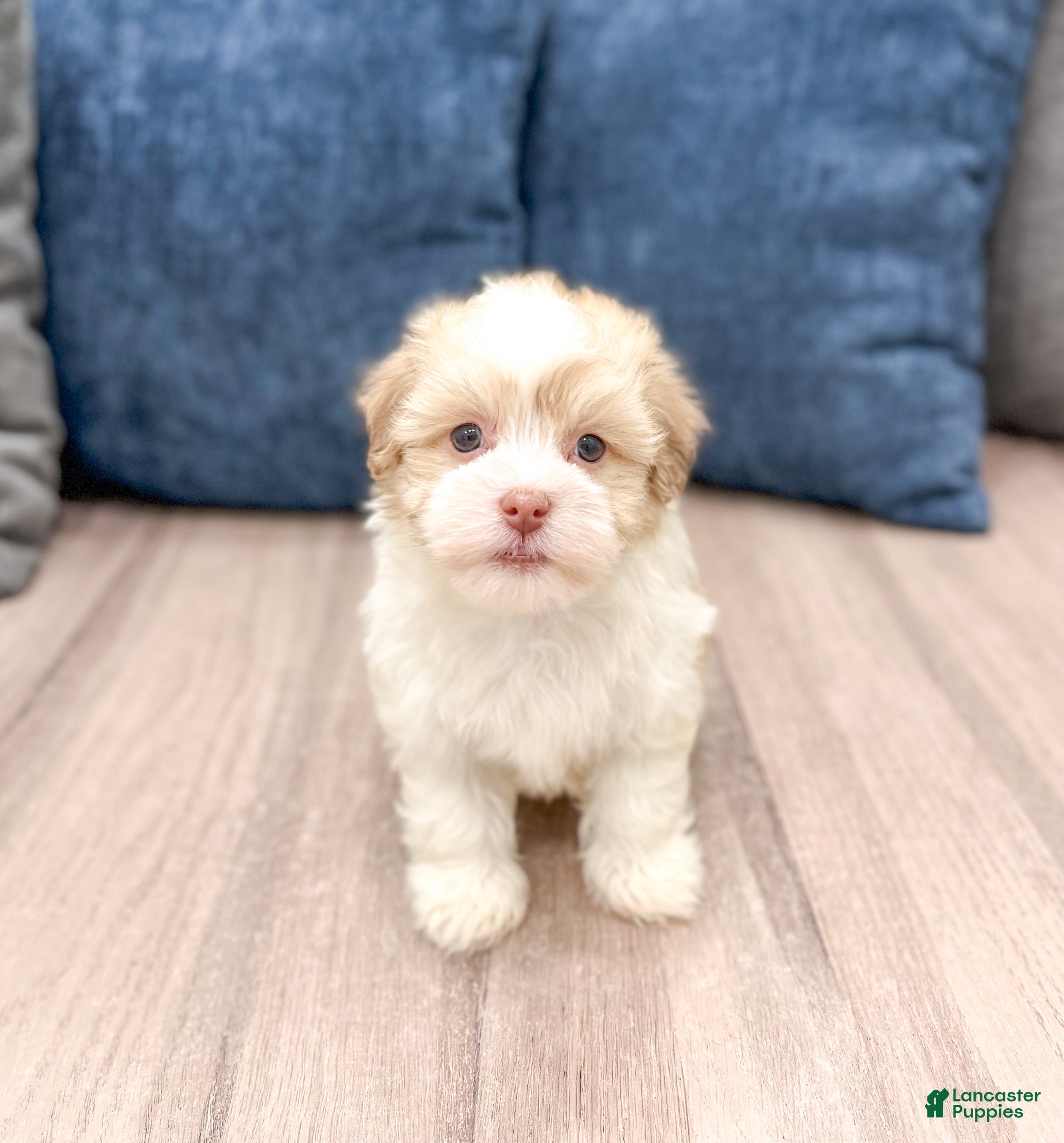 Havanese dogs Milo - Ad 1