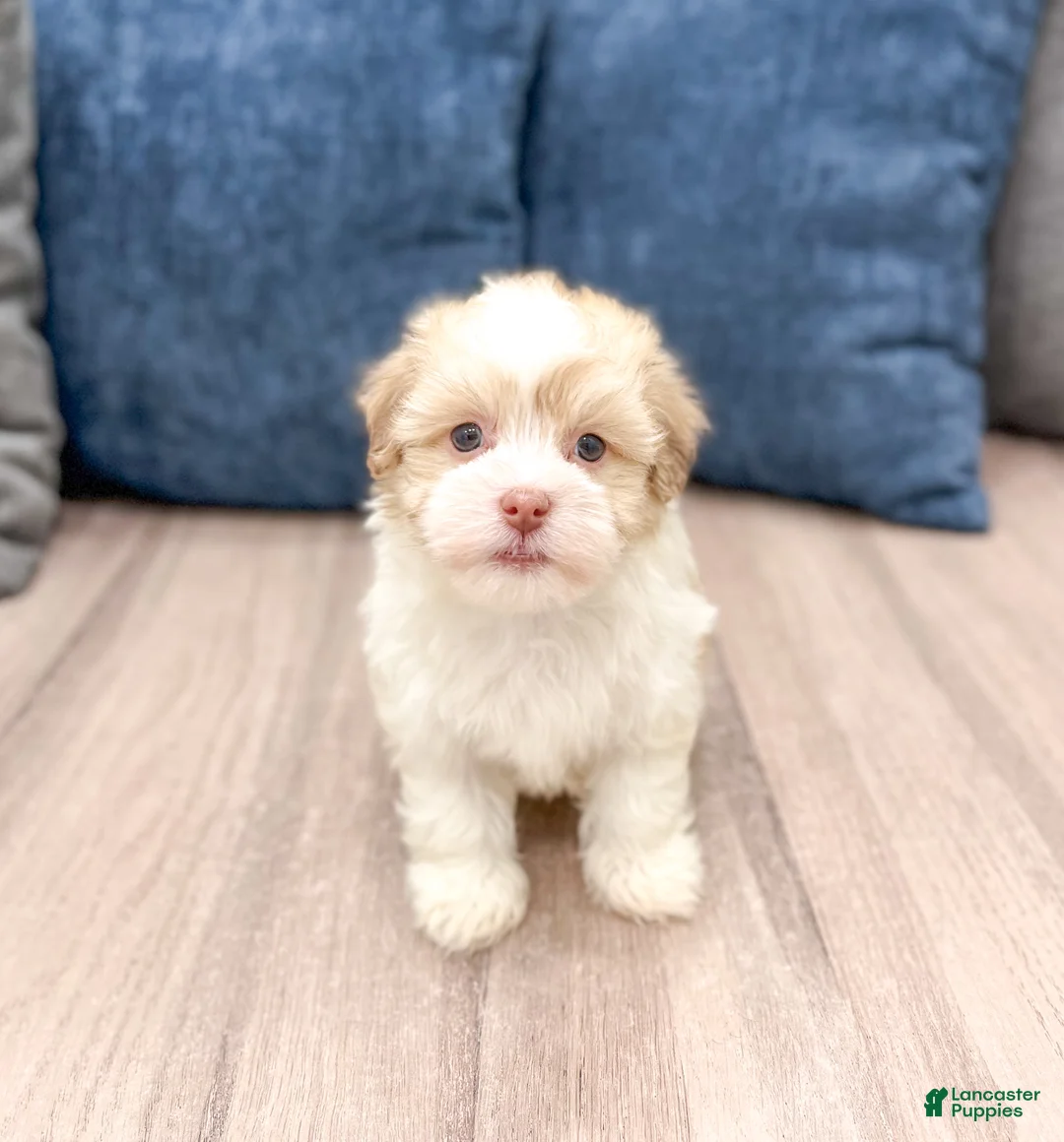 Havanese dogs for sale: Milo - Ad 1
