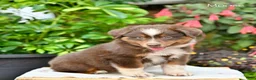 Miniature Australian Shepherd dogs for sale: Moose - Ad 4