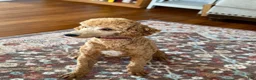 Standard Poodle dogs for sale: Teddy AKC Moyen - Ad 3