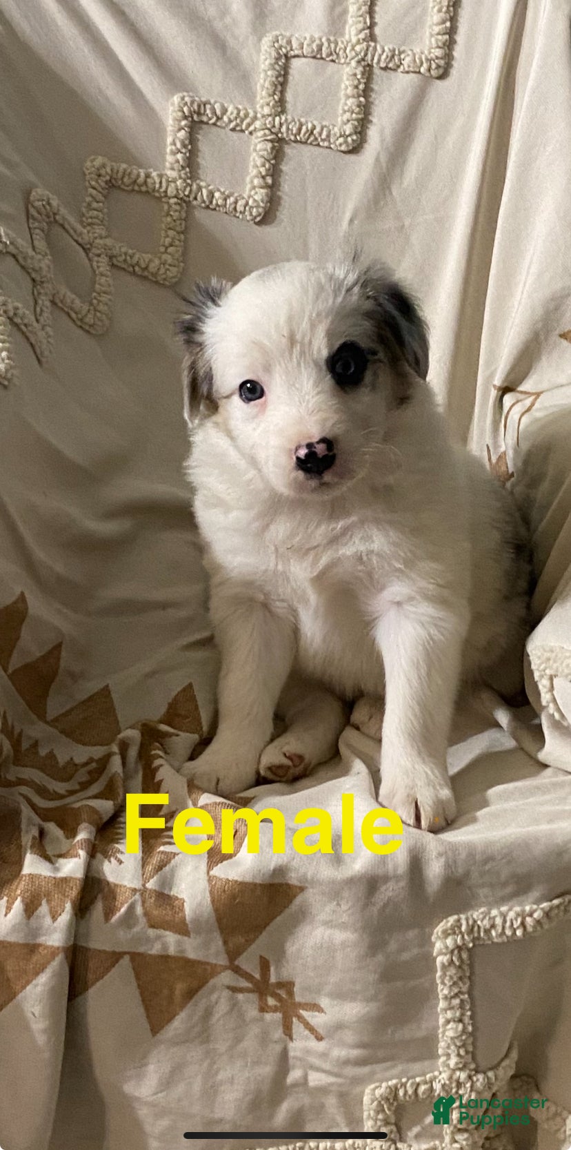 Border Collie dogs Border Collie Puppy 4 - Ad 37