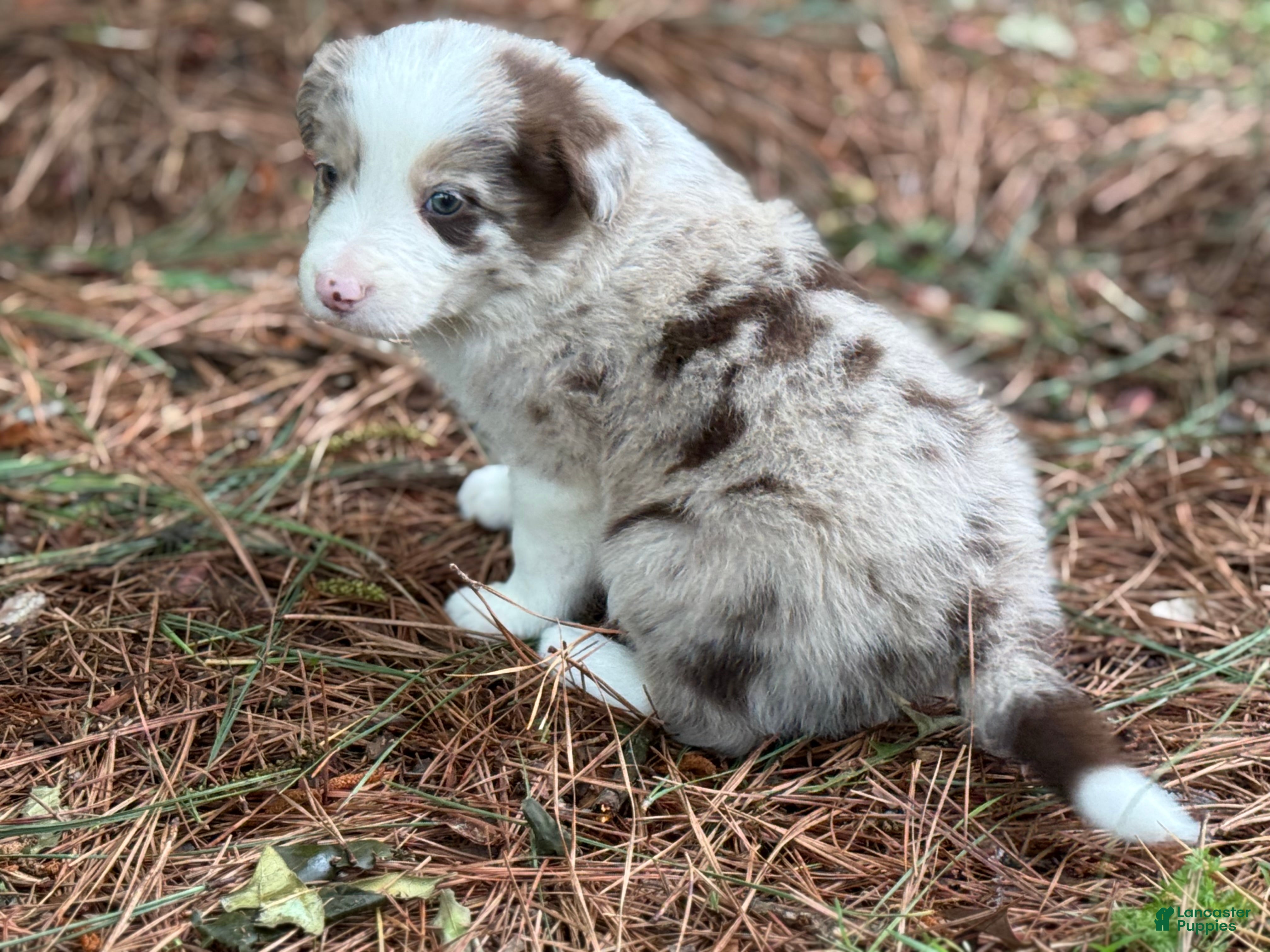 Border Collie dogs Red Merle Boy - Ad 1