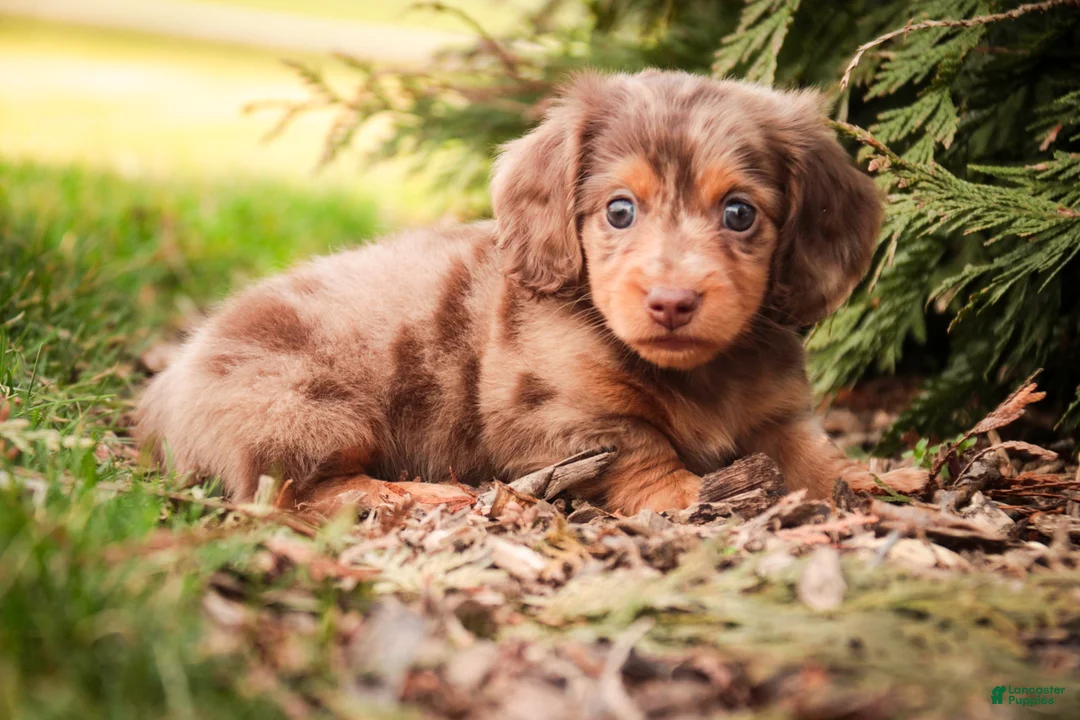 Miniature Dachshund dogs for sale: Simba - Ad 2