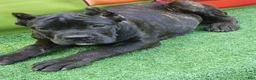 Cane Corso dogs for sale: ELLA - Ad 27